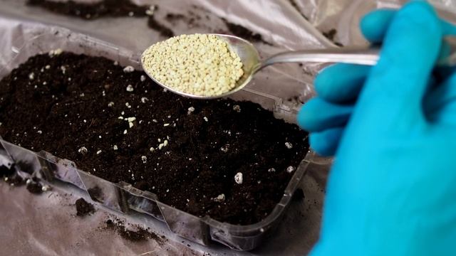 ДОБАВЛЯЮ ОДНУ СТОЛОВУЮ ЛОЖКУ ПОД РАССАДУ, ЧТОБЫ ОНА РОСЛА КРЕПКОЙ И ЗДОРОВОЙ! смотреть онлайн