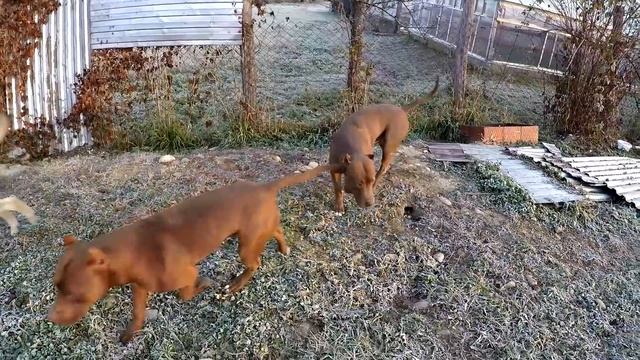 Поведение кобелей при течной суке!!!