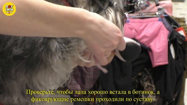 как выбрать обувь для собаки смотреть онлайн