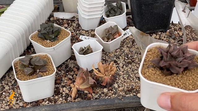 必修課多肉植物 夏日 無根百合如何種植與渡夏小知識 MC Succulent plant Vlog【 MC多肉園 】 смотреть онлайн