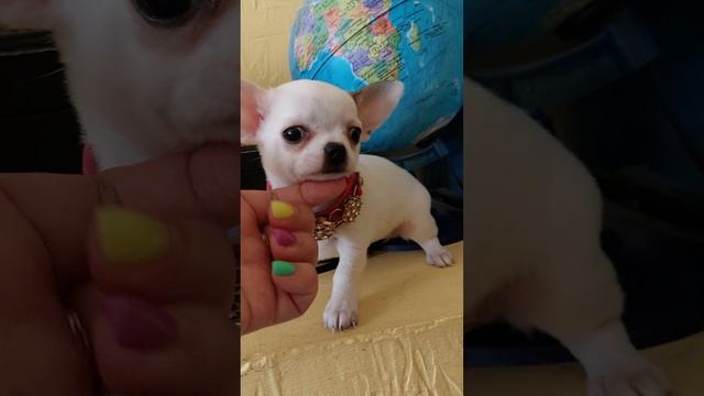 АРИЯ Демерджи мини девочка чихуахуа продается питомник Кастропуло Крым купить красивого щенка смотреть онлайн