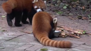 Панды в Китае. Заповедник больших панд в Чэнду