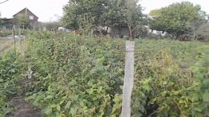 сколько можно собрать малины с 1 сотки сколько .