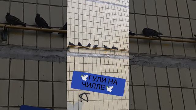 🕊️ГУЛЬКИ НА ЧИЛЛЕ🕊️ смотреть онлайн