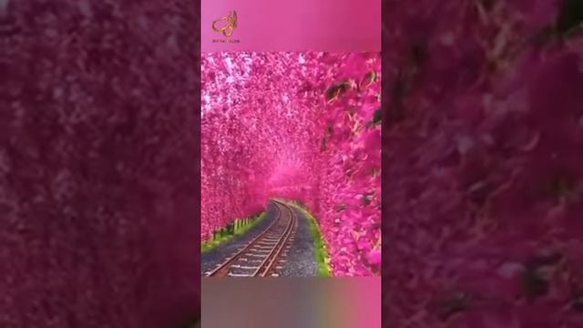 Шейх Мишари Рашид сура-62 Аль-Джума (Пятница) #kuran#zakirnaik #kuran#sunnah#коран