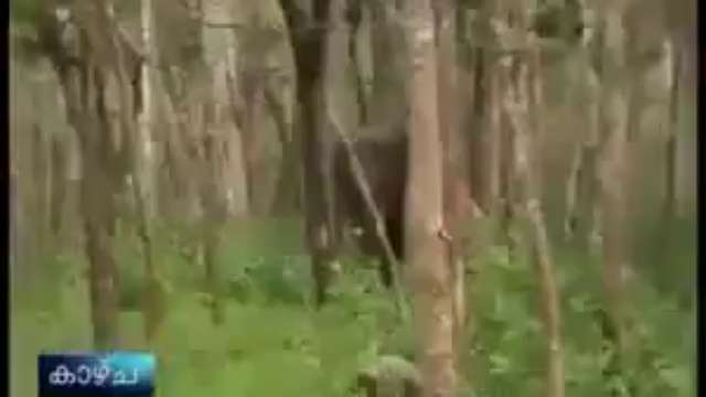 Слон атакует смотреть онлайн