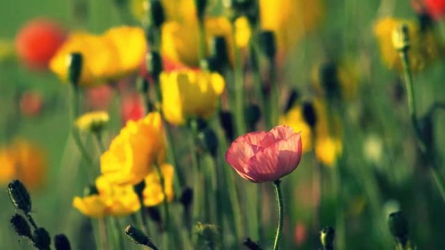 видео смотреть онлайн