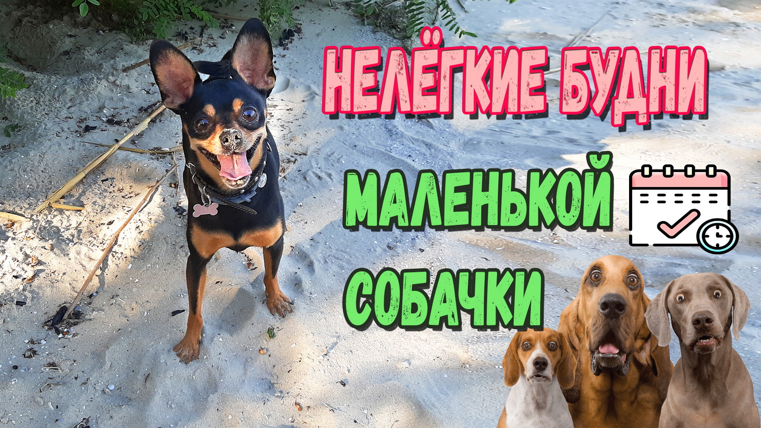 Нелёгкие будни Тоя или Что будет если купить той терьера смотреть онлайн