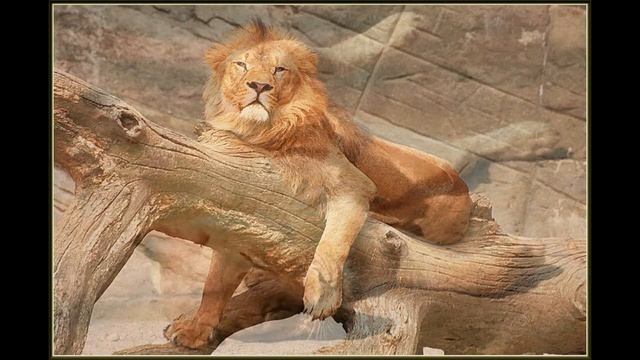 «Wild African Lions» фото слайд шоу картинки. смотреть онлайн