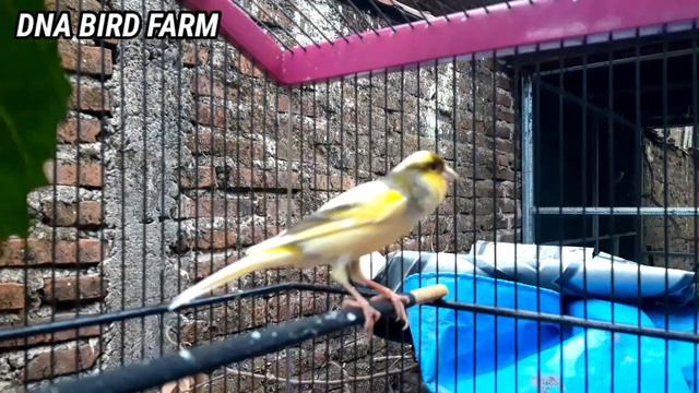 GLOSTER canary singing and Canary Spanish Timbrado Song For Training ( 14 ) смотреть онлайн