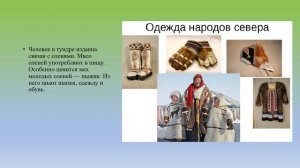 Животный мир тундры география 7 кл