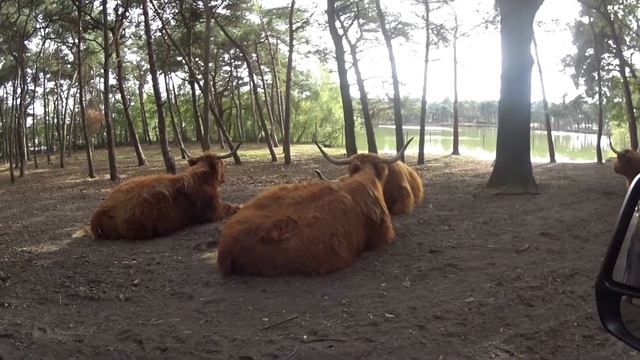 Блины с грушевым соусом