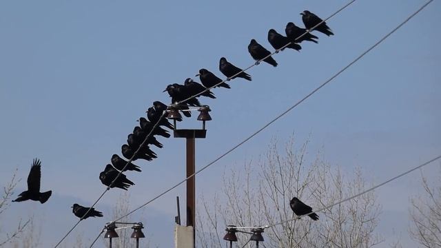 Грачи не улетели. смотреть онлайн