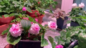 ?БАЛЬЗАМИН  КАК СОХРАНИТЬ красивые цветы ЗИМОЙ? НЮАНСЫ СОДЕРЖАНИЯ и УХОДА