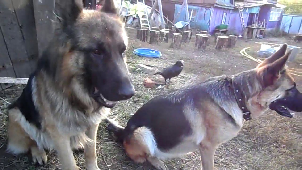 Вечерняя сказка с подсказкой от Хугина. смотреть онлайн