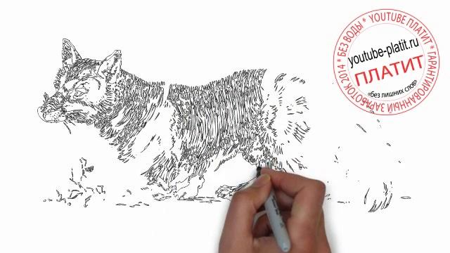 Как нарисовать лисицу карандашом поэтапно смотреть онлайн