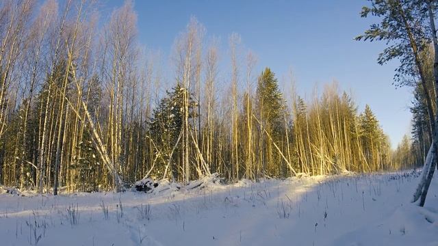 Зимняя охота на рябчиков в сибирский мороз (Сургут, ХМАО). ТОЗ-34. смотреть онлайн