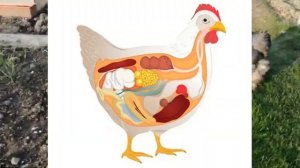 Как куры несут яйца – процесс от формирования до кладки