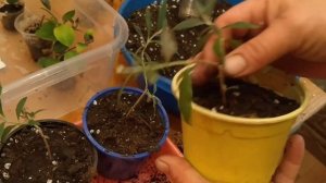 БУДЛЕЯ В ДОМАШНИХ УСЛОВИЯХ. ВОЗМОЖНО ЛИ ВЫРАСТИТЬ БУДЛЕЮ ДОМА?