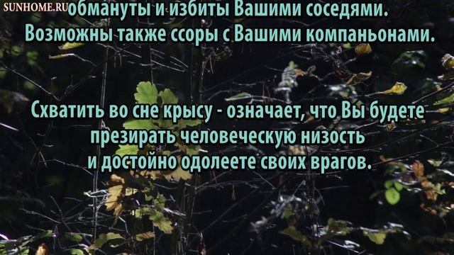 К чему снится Крыса сонник, толкование сна смотреть онлайн