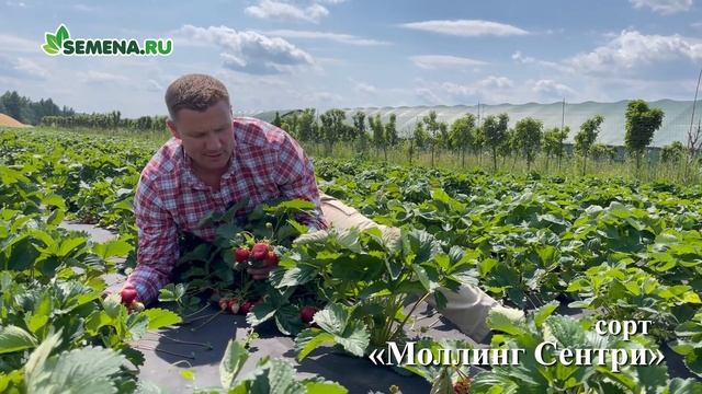 Земляника Моллинг Сентенери (ранняя) смотреть онлайн