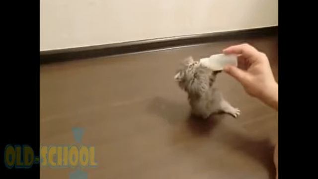 Смешное видео. Приколы с животными. #2 смотреть онлайн