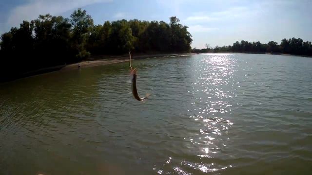 Прогулка со спиннингом по р. Кубань. Щука 2018. Очень голодные шнурки. смотреть онлайн