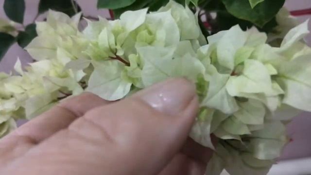 Весеннее цветение бугенвиллии. смотреть онлайн