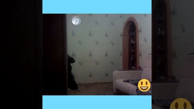 Моя собака Фил или Филя смотреть онлайн