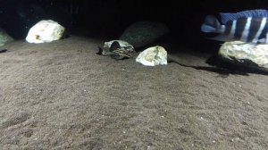 номерные l сомы. кормление мидией