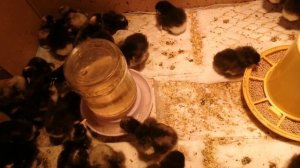 Как определить курочка или петушок у цыплёнка мехеленской кукушки.