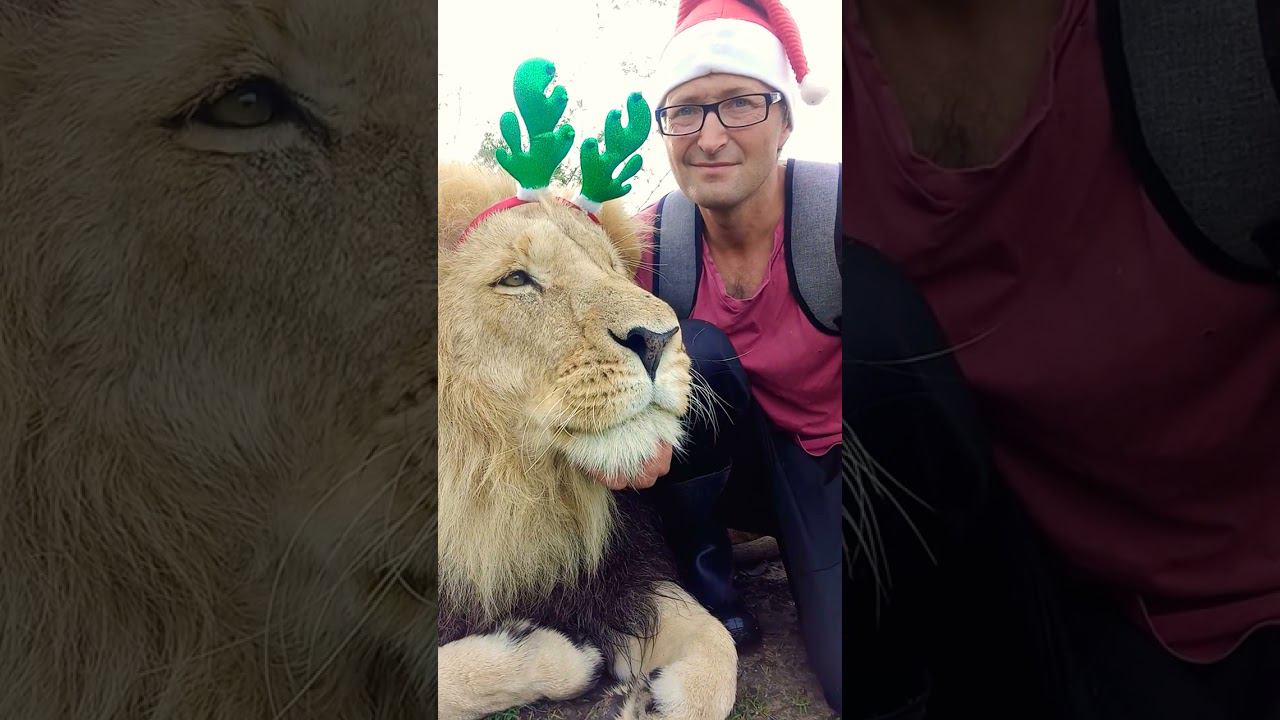 Левушка поздравляет с Новым Годом .Happy New Year from lions #лев #lion #happynewyear смотреть онлайн