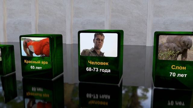 Сколько живут животные смотреть онлайн