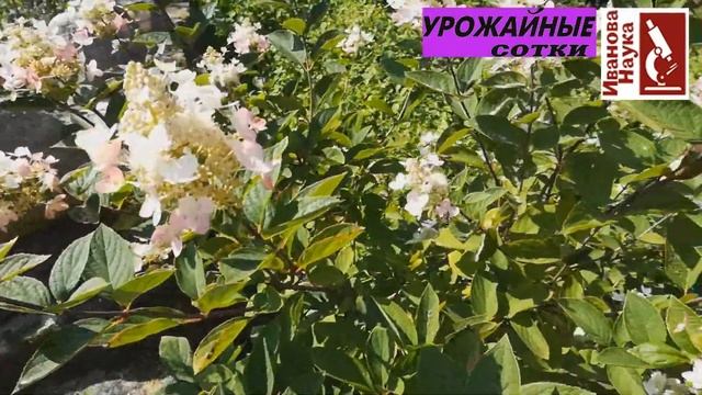 Просто, красиво и приятно: повышаем урожай очень эффективным способом. смотреть онлайн