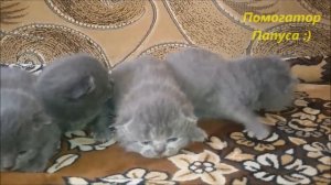 Мяуканье котят! Самое милое видео! ?/ Kittens meowing?