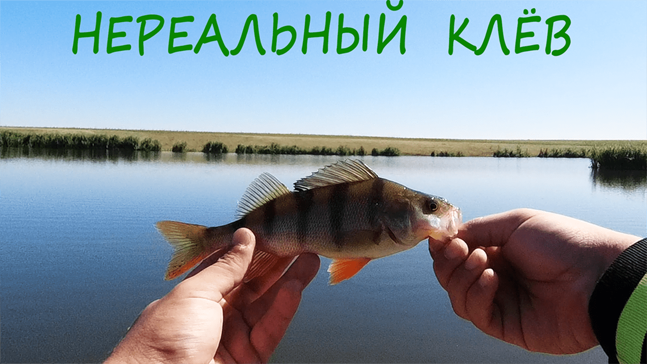 ОКУНЬ берёт на каждом забросе!! Клюнул ОКУНЬ а на него ЩУКА! ДА Это моя лучшая РЫБАЛКА НА ОКУНЯ!