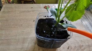 Выращиваем кабачок на балконе. Как вырастить кабачок на балконе. Сорт "Кавили".