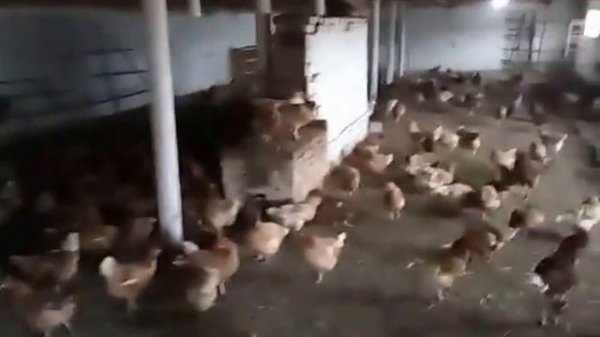 Содержание маточного поголовья Ломан Браун Lohmann Brown