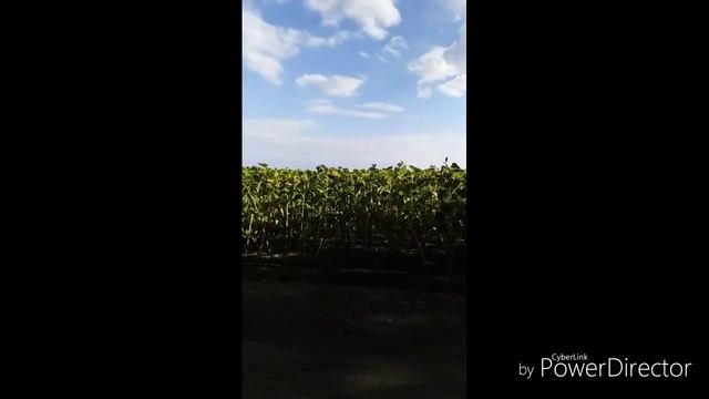 Рыбалка на донные снасти на платном озере в станице Васюринской смотреть онлайн
