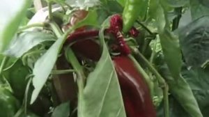 ЛУЧШАЯ ТЕПЛИЦА ДЛЯ ПЕРЦА-ПЕРЕЦ В ТЕПЛИЦЕ