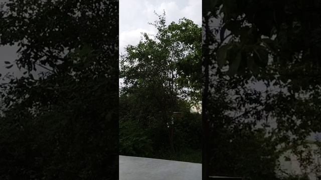 Русская сказка "Царевна-лягушка"/сундучок сокровищ смотреть онлайн