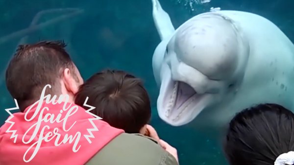 ? FFF: Fun Fail Ferm: Бесконечно смешно!