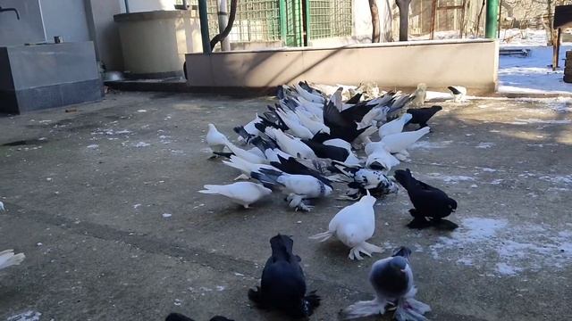 Бойние голуби. Как вырастить зимой птенца. 16.01.22 Грузия. Тбилиси смотреть онлайн