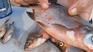 Карп в красных пятнах. Рабочий способ профилактики и лечения рыбы от краснухи