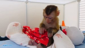 Monkey Pupu peed on the bed and tried to hide from Mom