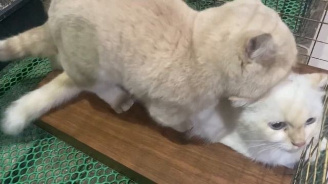 Cat in heat ? || Munchkin Mate || Cat breeding ? смотреть онлайн