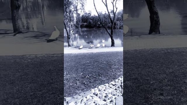 Лебединое озеро смотреть онлайн