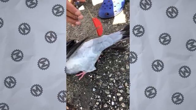 Животные, Которые Попросили Людей о Помощи смотреть онлайн