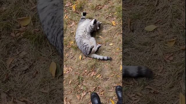 16 ноября 2022 г. Кот мраморный британец Вискас ? ? смотреть онлайн