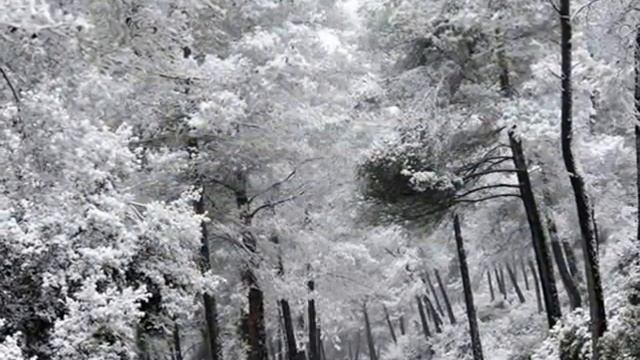 Доброе утро, зимой музыка Гайдн автор клипа Зоя Боур-Москаленко смотреть онлайн